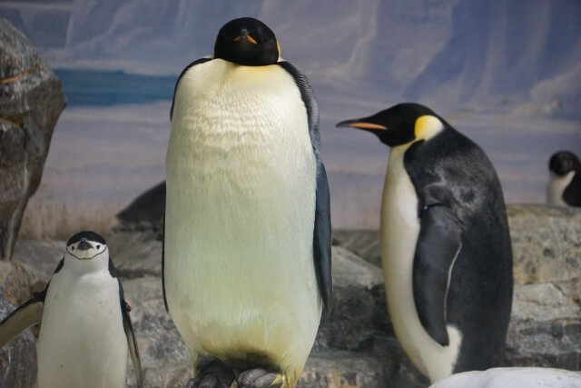 水族館にいる3匹のペンギン
